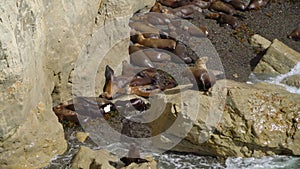 Sealions on a small rocky beach