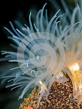 Sealoch anemone. Conger Alley, Scotland