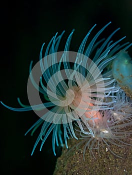 Sealoch anemone. Conger Alley, Scotland