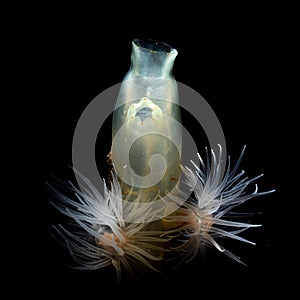 Sealoch anemone, Protanthea simplex, and vase tunicate, Ciona intestinalis. Loch Leven, Scotland