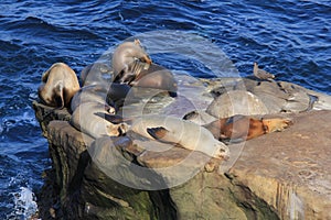 Seals