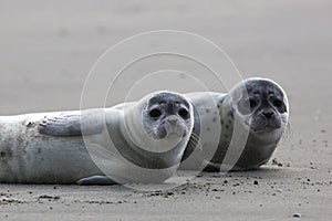 Seals