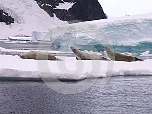 Seals in Antarctica