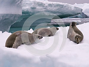 Focas en Antártida 