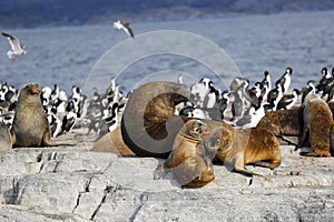 Seals in Antarctica