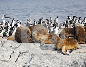 Focas en Antártida 