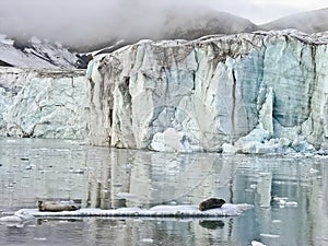 Seals in artic sea