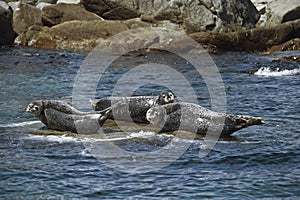 Seals basking on a rock in the summer sun.