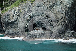 Seals basking on rocks in the sun.