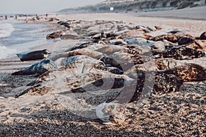 Seals basking in the sun on Horsey beach, Norfolk, UK, in spring