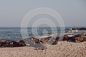 Seals basking in the sun on Horsey beach, Norfolk, UK, in spring