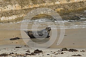 Seals on a beach