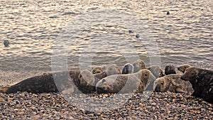 Seals