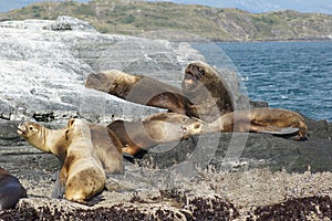 Seals, Beagle Channel, Argentina