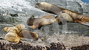 Seals, Beagle Channel, Argentina