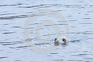 Seal on north of Iceland swinmming in the water photo