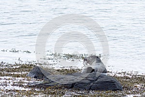 Seal on north of Iceland in the water