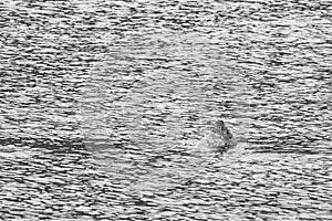 Seal on north of Iceland swinmming in the water