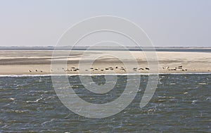 Seals bench between Ameland and Terschelling Islands