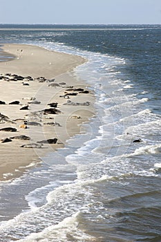 Seals bench between dutch islands Terschelling and Ameland