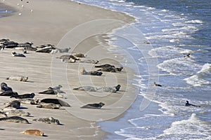 Seals bench between dutch Terschelling and Ameland