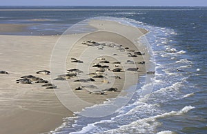 Seals bench between Terschelling and Ameland