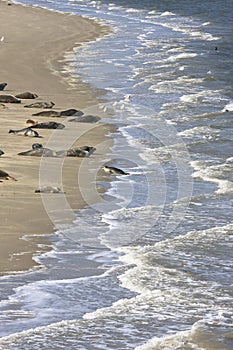 Seals bench between Terschelling and Ameland Island photo