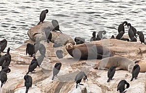 Seals and Birds