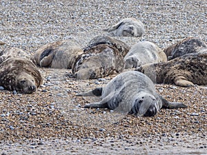 Seals at Blakeney Point Norfolk