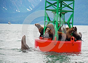 Seals on buoy in Alaska
