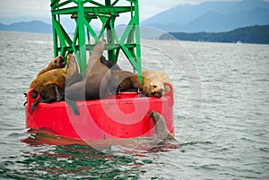 Seals on buoy in Alaska