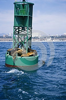 Seals on buoy, Santa Monica Bay, Santa Monica, CA