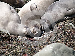 Seals, California Coast