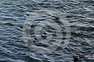 Seals on Cape Cod