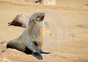Seals at Cape Cross, Atlantic Ocean coast