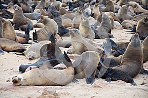 Seals colony