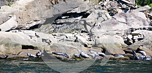 Seals colony on sea shore Gaspe