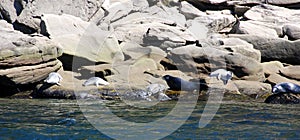 Seals colony on sea shore Gaspe