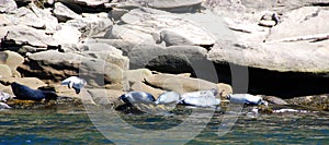 Seals colony on sea shore Gaspe