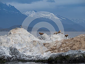 Seals with Cormorants on a Rocky Island in the Beagle Channel