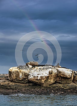 Seals and  cormorants on the rocky island. Stormy weather, Cloud sky with a rainbow. South Africa