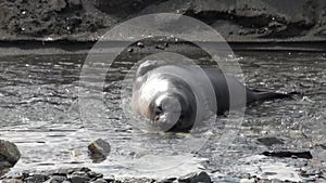 Seals in creek mountain river on coastline of Falkland Islands Antarctica.