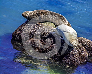 Seals enjoying the warmth of the sun