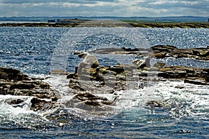 Seals on the Farne Islands - Northumberland - England