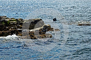 Seals on the Farne Islands - Northumberland - England