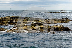 Seals on the Farne Islands - Northumberland - England