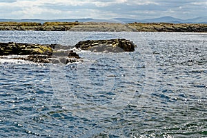 Seals on the Farne Islands - Northumberland - England