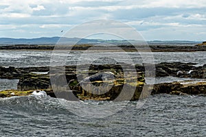 Seals on the Farne Islands - Northumberland - England