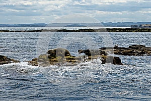 Seals on the Farne Islands - Northumberland - England