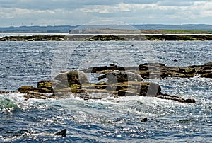 Seals on the Farne Islands - Northumberland - England